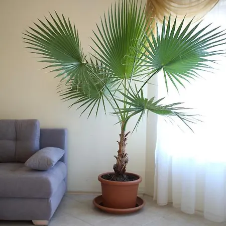 Lejlighedshotel Livia Boutique 2*